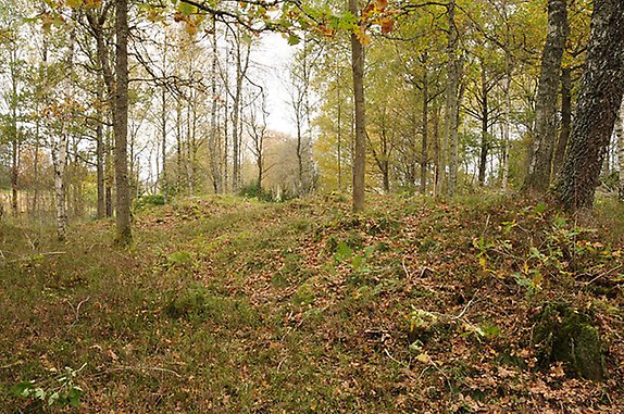 ett skogsparti med höstfärgare lövträd och nästan gömda under mark finns tre gravhögar