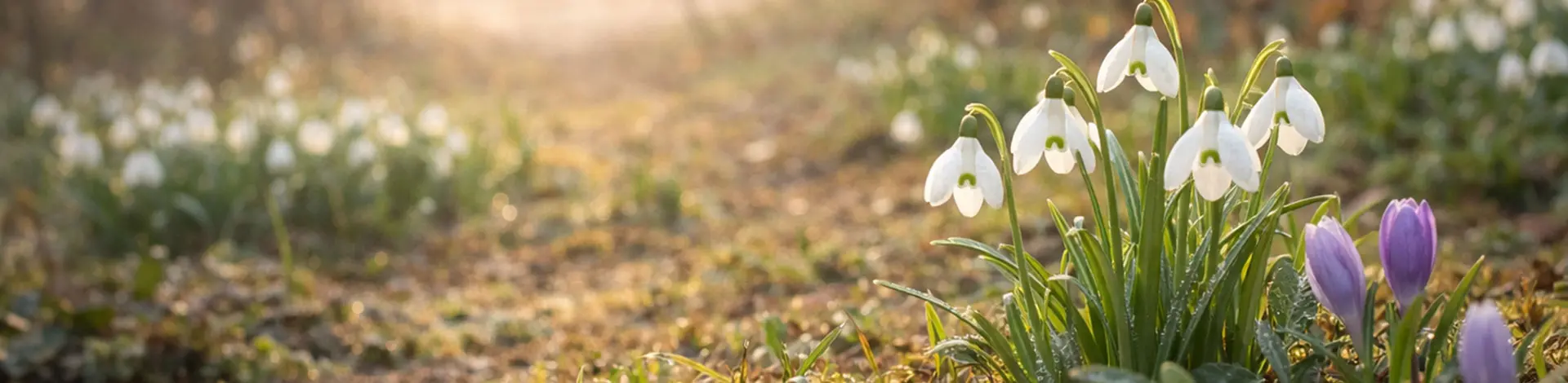 Snödroppar en vårdag