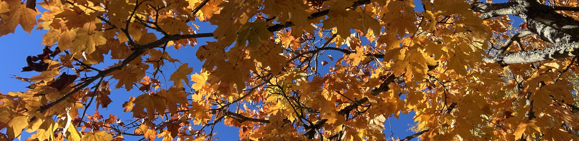Orangea höstlöv mot en blå himmel.
