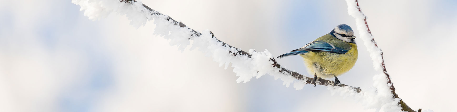 VInterträd med liten fågel