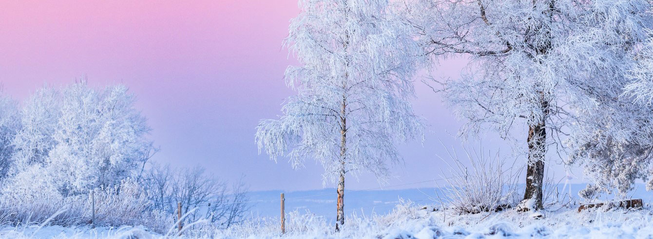 Snötäckta träd med en rosa himmel och vatten i bagrunden.