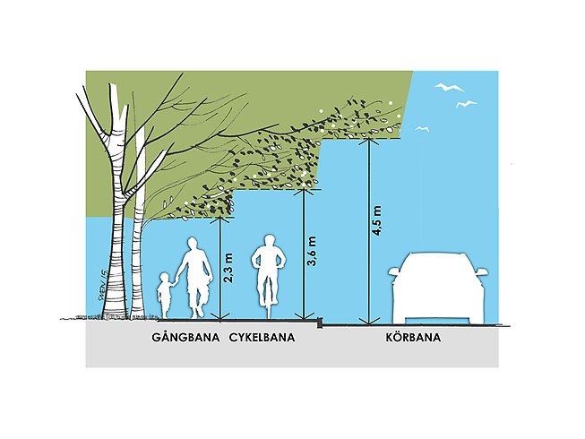 Bild som visar de olika höjder som utväxande träd och buskar måste ha till marken för gångbana, cykelbana och körbana.