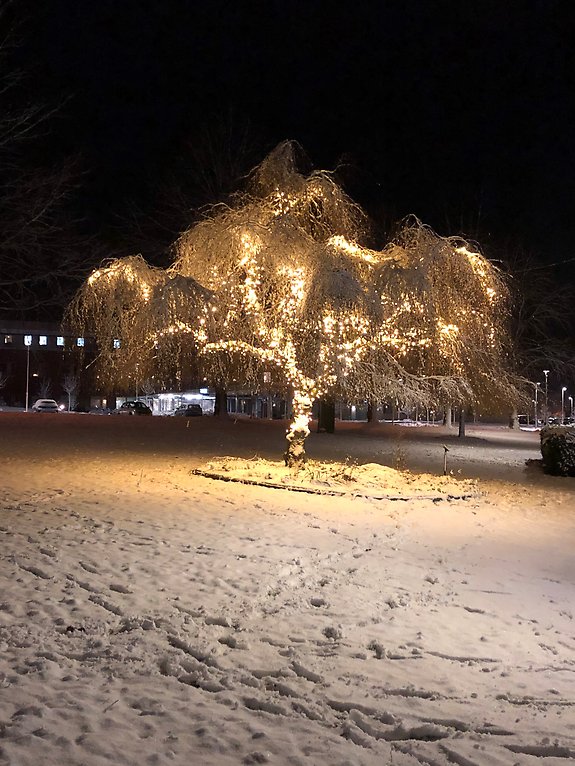 Träd i vinterskrud, Kyrkparken Gislaved