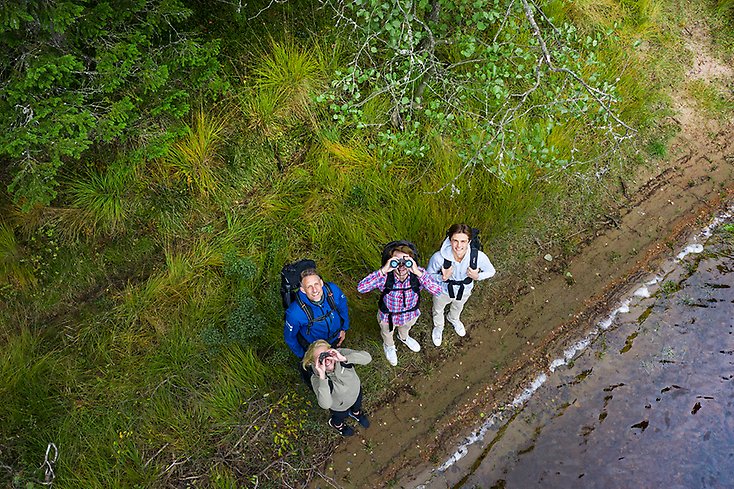 Fyra personer med kikare står vid en strandkant med skogen i bakgrunden och tittar uppåt.