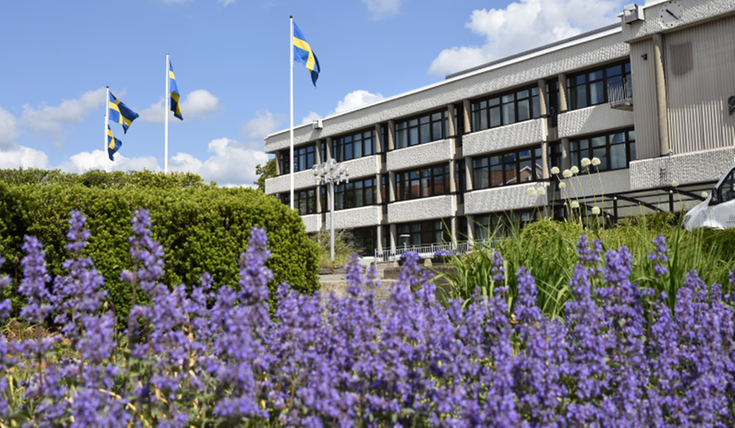 Gislaveds kommunhus med fyra svenska flaggor hissade. I förgrunden syns lila blommor.