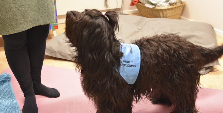 En svart hund står intill en kvinnas ben. 