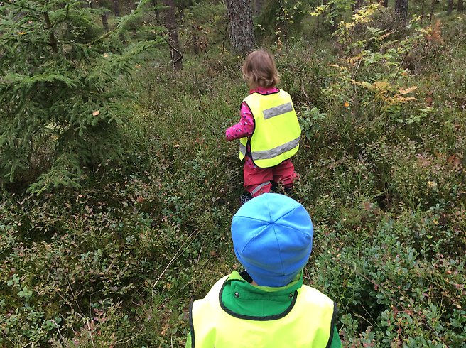 Två barn som går i blåbärsris i skogen