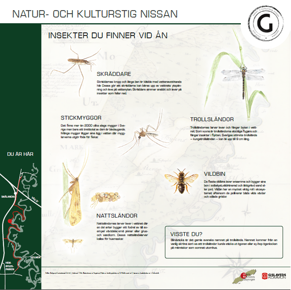 Bilder på insekter du finner vid Nissan, exempelvis skräddare, trollsländor och vildbin