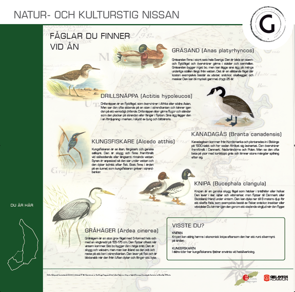 Bilder på fåglar du finner vid Nissan, såsom gräsand, knipa och gråhäger